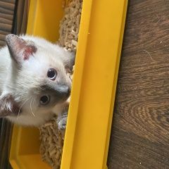 Подробнее об объявлении «Пропала кошка Москва» Фото: пропала кошка  «Пропала кошка Москва» в г. Москва