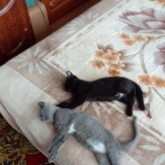 Подробнее об объявлении «Пропал котёнок Рубцовск» Фото: пропала кошка  «Пропал котёнок Рубцовск» в г. Рубцовск