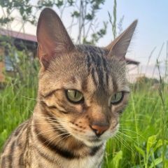Подробнее об объявлении «Пропала кошка максимальный репост Москва» Фото: пропала кошка Бенгальская кошка «Пропала кошка максимальный репост Москва» в г. Москва