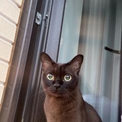 Подробнее об объявлении «Кимры Пропала кошка убежала» Фото: пропала кошка  «Кимры Пропала кошка убежала» в г. Кимры