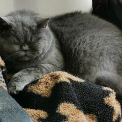 Подробнее об объявлении «Смолевичи Пропала кошка» Фото: пропала кошка Британская короткошерстная кошка «Смолевичи Пропала кошка» в г. Смолевичи