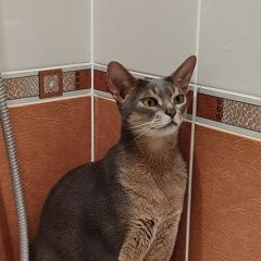 Подробнее об объявлении «Пропал кот вешняки, косинская улица, м выхино Москва» Фото: пропала кошка Абиссинская кошка «Пропал кот вешняки, косинская улица, м выхино...» в г. Москва