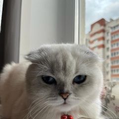 Подробнее об объявлении «Пропала кошка британская, вислоухая Вязьма» Фото: пропала кошка Британская короткошерстная кошка «Пропала кошка британская, вислоухая Вязьма» в г. Вязьма