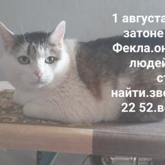 Подробнее об объявлении «Дзержинск Пропала кошка» Фото: пропала кошка  «Дзержинск Пропала кошка» в г. Дзержинск