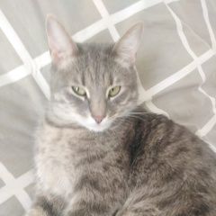 Подробнее об объявлении «Пропал кот елена Бронницы» Фото: пропала кошка  «Пропал кот елена Бронницы» в г. Бронницы