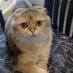 Подробнее об объявлении «Пропал кот шотландская вислоухая Москва» Фото: пропала кошка Британская короткошерстная кошка «Пропал кот шотландская вислоухая Москва» в г. Москва