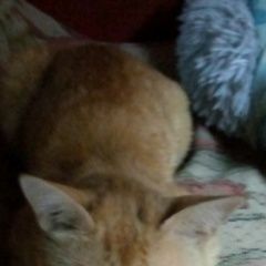 Подробнее об объявлении «Пропал кот в районе панино Вязьма» Фото: пропала кошка  «Пропал кот в районе панино Вязьма» в г. Вязьма