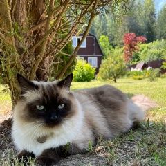 Подробнее об объявлении «Пропал кот Фряново» Фото: пропала кошка Рэгдолл «Пропал кот Фряново» в г. Фряново