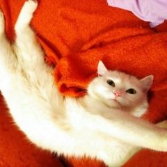 Подробнее об объявлении «Пропал кот белый кот, мо Волоколамск» Фото: пропала кошка  «Пропал кот белый кот, мо Волоколамск» в г. Волоколамск