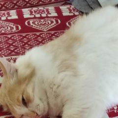 Подробнее об объявлении «Пропал кот 5 августа Москва» Фото: пропала кошка  «Пропал кот 5 августа Москва» в г. Москва