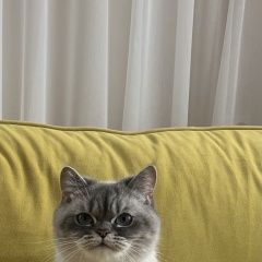 Подробнее об объявлении «Пропала кошка британская Ставрополь» Фото: пропала кошка  «Пропала кошка британская Ставрополь» в г. Ставрополь