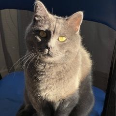 Подробнее об объявлении «Пропал кот район южное медведково Москва» Фото: пропала кошка  «Пропал кот район южное медведково Москва» в г. Москва