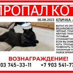 Подробнее об объявлении «Пропал кот Москва» Фото: пропала кошка  «Пропал кот Москва» в г. Москва
