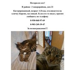 Подробнее об объявлении «Пропал кот Шелехов» Фото: пропала кошка  «Пропал кот Шелехов» в г. Шелехов