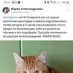 Подробнее об объявлении «Кропоткин Пропал кот» Фото: пропала кошка  «Кропоткин Пропал кот» в г. Кропоткин
