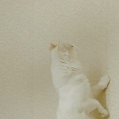 Подробнее об объявлении «Пропал кот белая, кунцево Москва» Фото: пропала кошка  «Пропал кот белая, кунцево Москва» в г. Москва