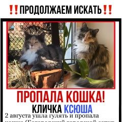 Подробнее об объявлении «Пропала кошка снт овощевод, вблизи села кудиново Старая Купавна» Фото: пропала кошка  «Пропала кошка снт овощевод, вблизи села...» в г. Старая Купавна