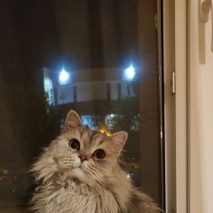 Подробнее об объявлении «Пропал кот моси Новоуральск» Фото: пропала кошка  «Пропал кот моси Новоуральск» в г. Новоуральск