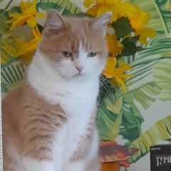 Картинка пропала кошка В городе Томск потеряна кошечька. Томск