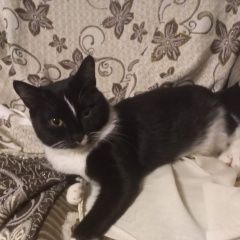 Подробнее об объявлении «Караганда Пропал кот» Фото: пропала кошка  «Караганда Пропал кот» в г. Караганда