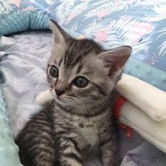 Подробнее об объявлении «Пропала кошка котенок Березовский (Свердловская обл.)» Фото: пропала кошка  «Пропала кошка котенок Березовский (Свердловская...» в г. Березовский (Свердловская обл.)