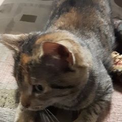 Подробнее об объявлении «Тосно Пропала кошка» Фото: пропала кошка  «Тосно Пропала кошка» в г. Тосно