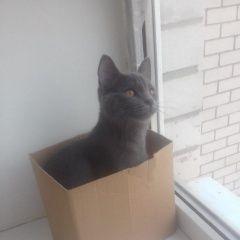 Подробнее об объявлении «Пропала кошка с красным ошейником Ставрополь» Фото: пропала кошка  «Пропала кошка с красным ошейником Ставрополь» в г. Ставрополь