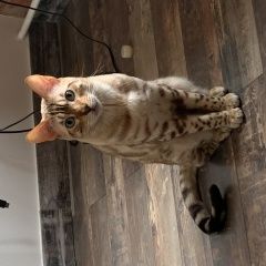 Подробнее об объявлении «Пропал кот бенгальский кот Большая Ижора» Фото: пропала кошка Бенгальская кошка «Пропал кот бенгальский кот Большая Ижора» в г. Большая Ижора