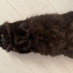 Подробнее об объявлении «Пропал кот Ставрополь» Фото: пропала кошка  «Пропал кот Ставрополь» в г. Ставрополь