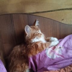 Подробнее об объявлении «Минусинск Пропал кот» Фото: пропала кошка  «Минусинск Пропал кот» в г. Минусинск