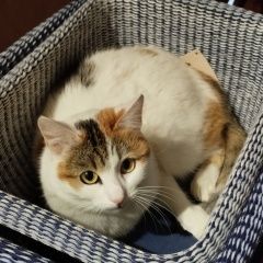 Подробнее об объявлении «Пропала кошка Дорохово» Фото: пропала кошка  «Пропала кошка Дорохово» в г. Дорохово