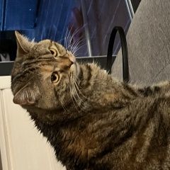 Подробнее об объявлении «Пропала кошка Звенигород» Фото: пропала кошка  «Пропала кошка Звенигород» в г. Звенигород