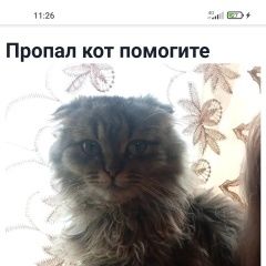 Подробнее об объявлении «Пропал кот если кто то видел сообщите по Курганинск» Фото: пропала кошка  «Пропал кот если кто то видел сообщите по...» в г. Курганинск