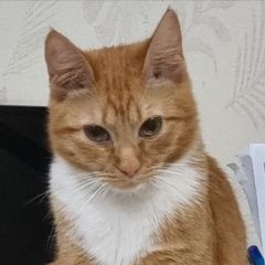 Подробнее об объявлении «Пропала кошка Новомосковск» Фото: пропала кошка  «Пропала кошка Новомосковск» в г. Новомосковск