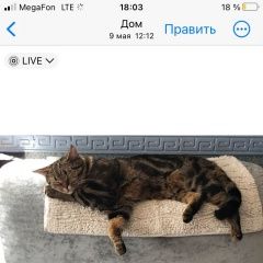 Подробнее об объявлении «Пропала кошка кот бенгальской породы Томилино» Фото: пропала кошка  «Пропала кошка кот бенгальской породы Томилино» в г. Томилино