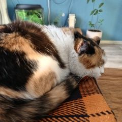 Подробнее об объявлении «Белогорск Пропала кошка» Фото: пропала кошка  «Белогорск Пропала кошка» в г. Белогорск