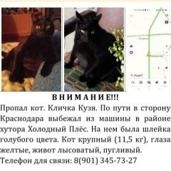 Подробнее об объявлении «Пропал кот чёрный кот Красный Сулин» Фото: пропала кошка  «Пропал кот чёрный кот Красный Сулин» в г. Красный Сулин