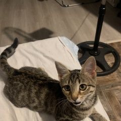 Подробнее об объявлении «Тбилиси Пропала кошка котенок» Фото: пропала кошка  «Тбилиси Пропала кошка котенок» в г. Тбилиси