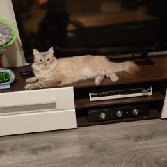 Подробнее об объявлении «Пропал кот Москва» Фото: пропала кошка Невская маскарадная «Пропал кот Москва» в г. Москва
