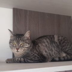 Подробнее об объявлении «Пропала кошка Бугуруслан» Фото: пропала кошка  «Пропала кошка Бугуруслан» в г. Бугуруслан