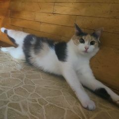 Подробнее об объявлении «Пропала кошка. Москва» Фото: пропала кошка  «Пропала кошка. Москва» в г. Москва