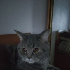 Подробнее об объявлении «Салават Пропал кот 21 августа» Фото: пропала кошка  «Салават Пропал кот 21 августа» в г. Салават