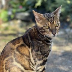 Подробнее об объявлении «Пропал кот бенгальский кот Москва» Фото: пропала кошка Бенгальская кошка «Пропал кот бенгальский кот Москва» в г. Москва