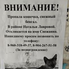 Картинка пропала кошка В городе Пенза пропала кошечка. Пенза