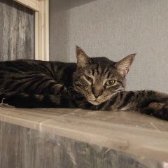 Подробнее об объявлении «Пропал кот снт востоковед Дубки» Фото: пропала кошка  «Пропал кот снт востоковед Дубки» в г. Дубки