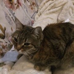 Подробнее об объявлении «Белово Пропала кошка» Фото: пропала кошка  «Белово Пропала кошка» в г. Белово