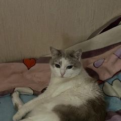 Подробнее об объявлении «Пропала кошка помогите найти кошку Москва» Фото: пропала кошка  «Пропала кошка помогите найти кошку Москва» в г. Москва