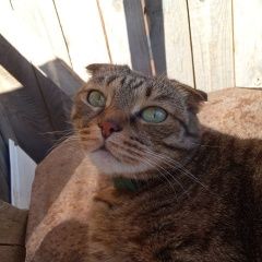 Подробнее об объявлении «Пропала кошка веслоухая Первоуральск» Фото: пропала кошка  «Пропала кошка веслоухая Первоуральск» в г. Первоуральск