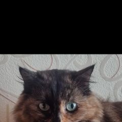 Подробнее об объявлении «Караганда Пропала кошка» Фото: пропала кошка  «Караганда Пропала кошка» в г. Караганда