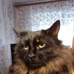 Подробнее об объявлении «Пропал кот Зеленодольск» Фото: пропала кошка  «Пропал кот Зеленодольск» в г. Зеленодольск